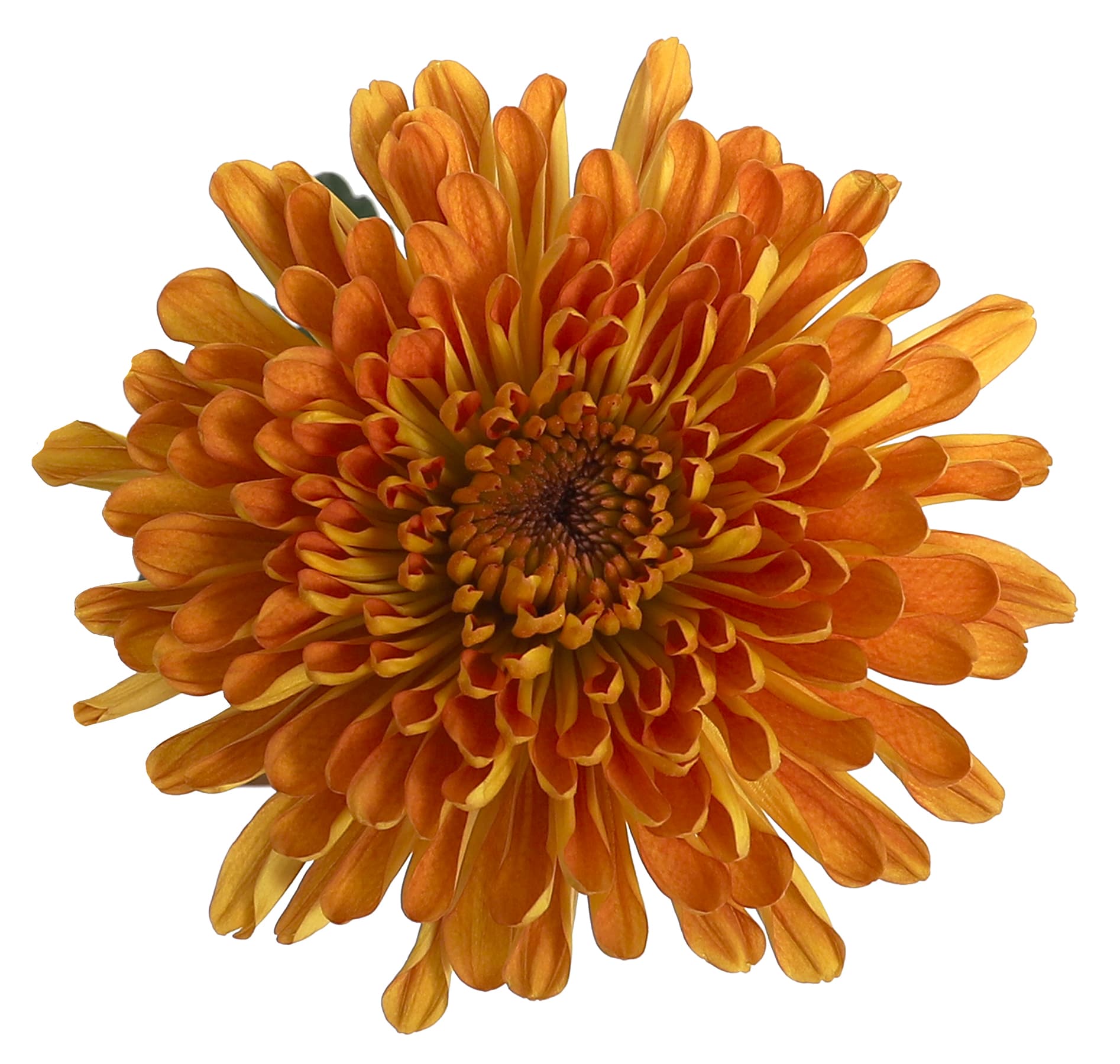 Mum Disbud Bellavista Bronze