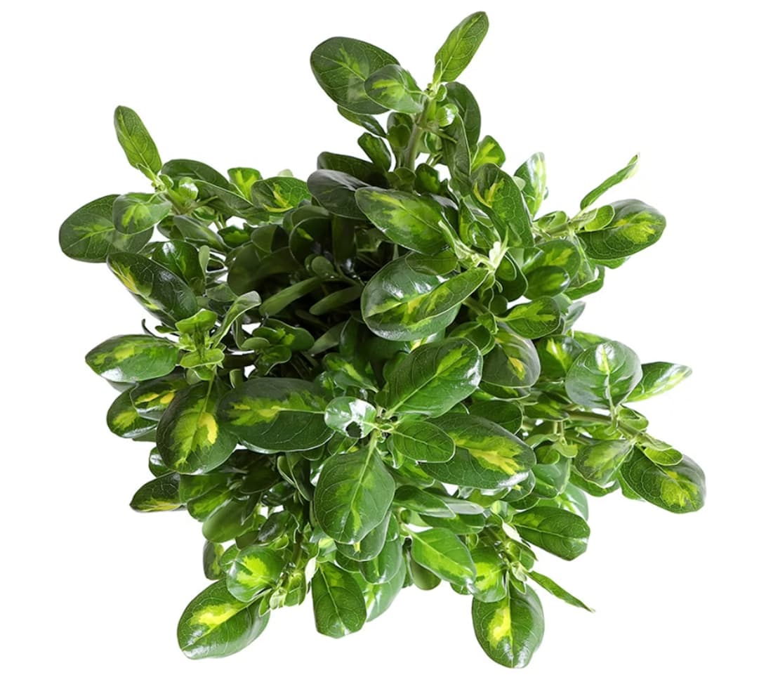 Greens Pittosporum Green/Variegated