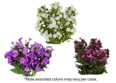 Phlox Assorted 70 Cm