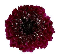 Scabiosa Blackberry Scoop Black 50/60 Cm