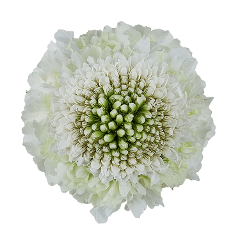 Scabiosa Focal Scoop White 50/60 Cm