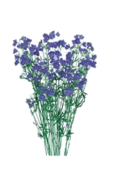 Delph Spray Planet Blue 50/60 Cm