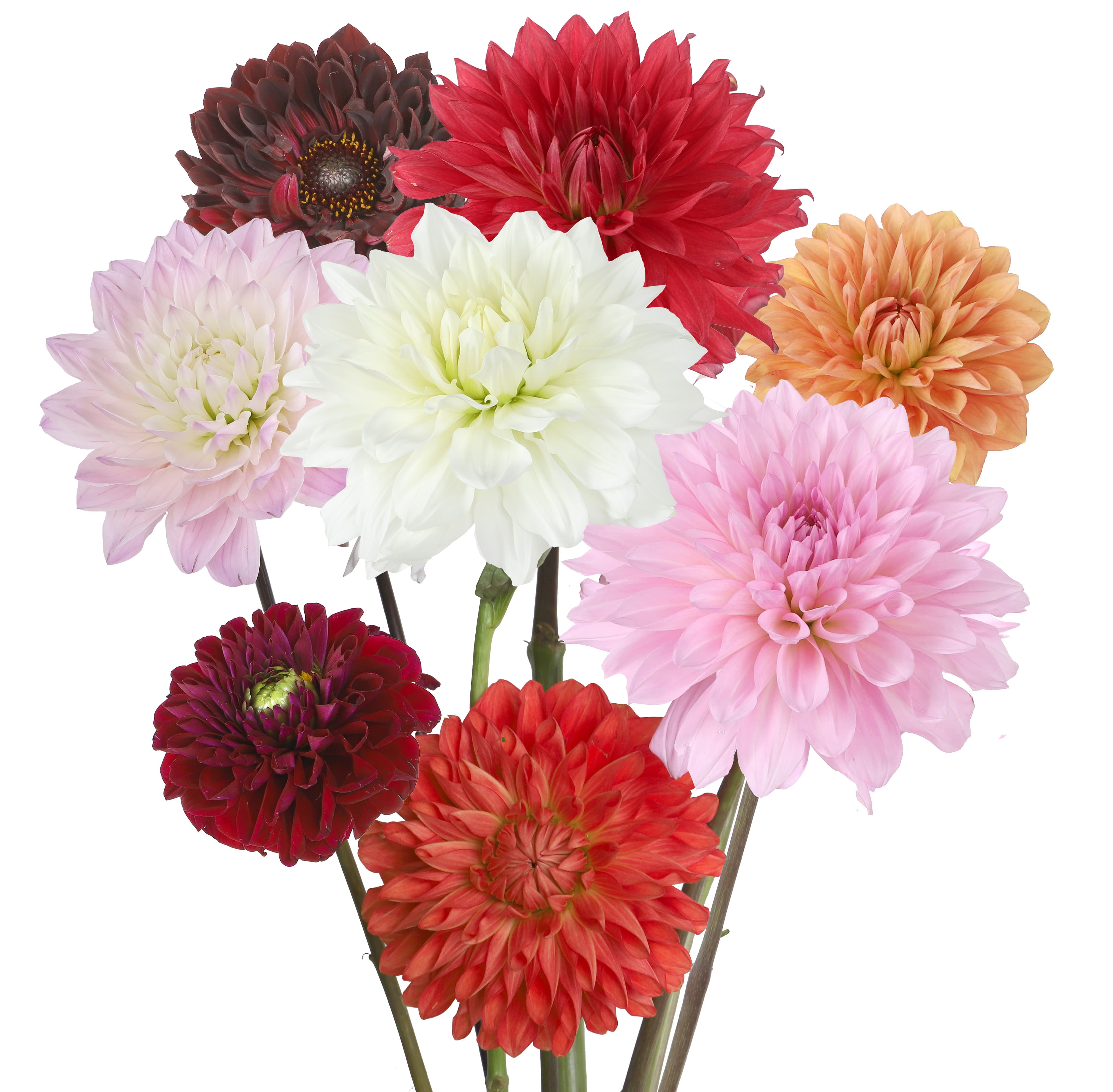 Dahlia Assorted 40/50 Cm
