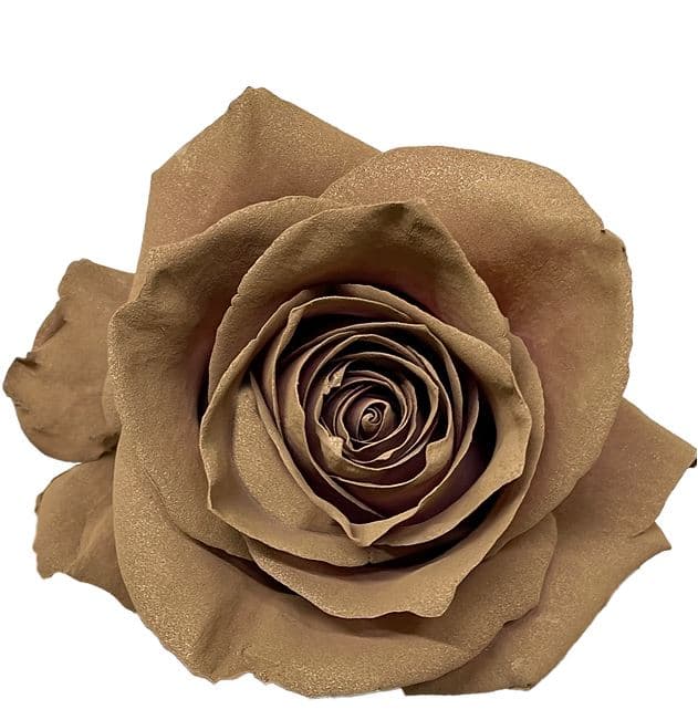 Rose Affogato Tinted 50 Cm