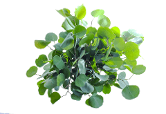 Greens Eucalyptus Silver Dollar 50 Cm