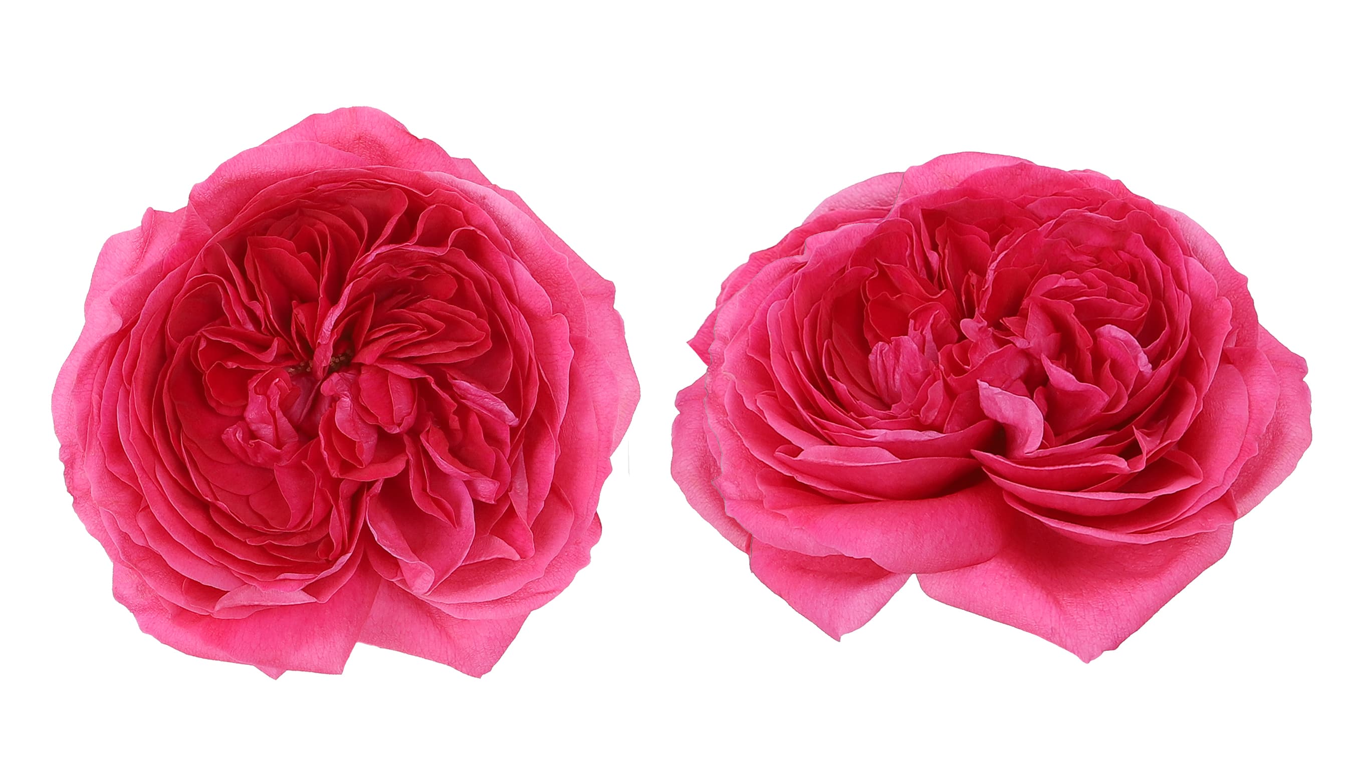 Garden Rose David Austin Hettie Dark Pink 40/50 cm