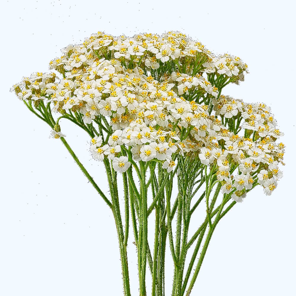 Yarrow White 60 Cm