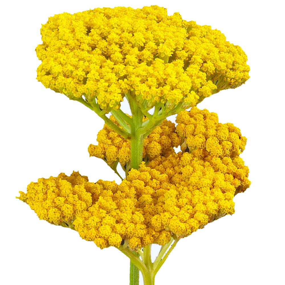 Yarrow Yellow 60 Cm