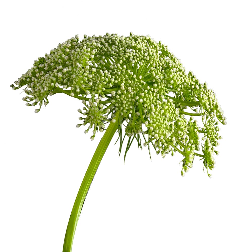 Ammy Majjus Green Mist White 60 Cm
