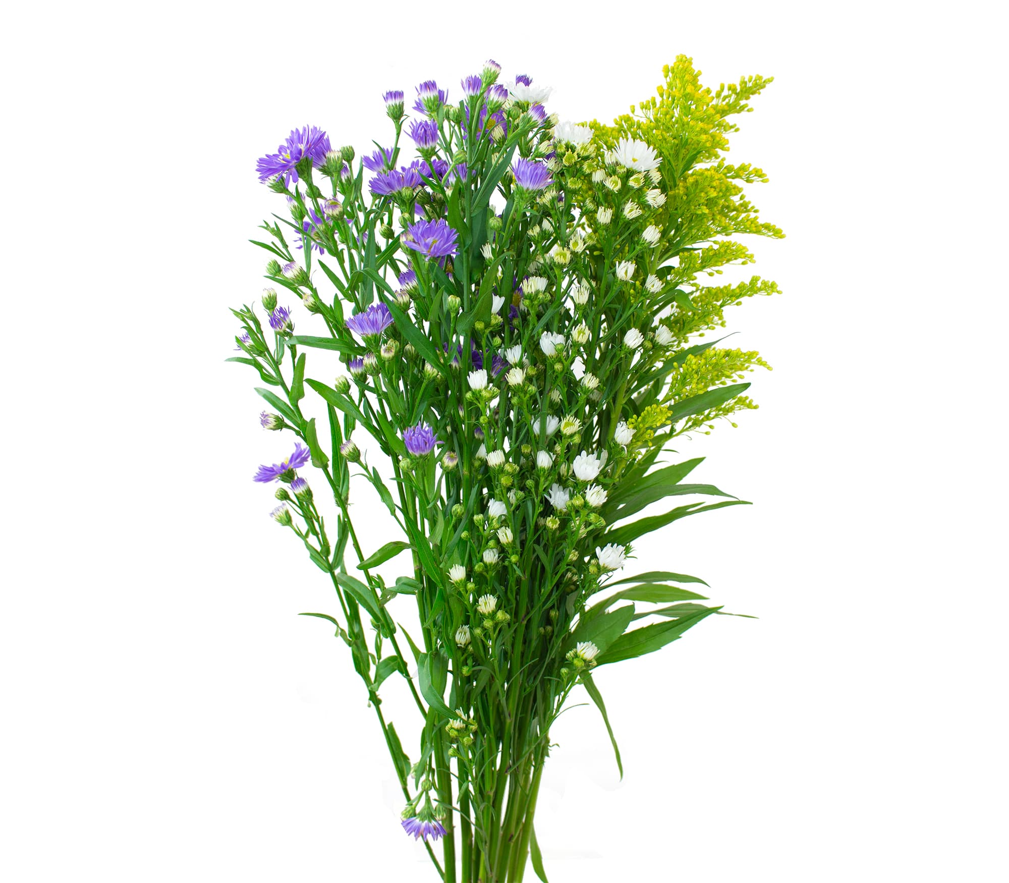 Aster Assorted