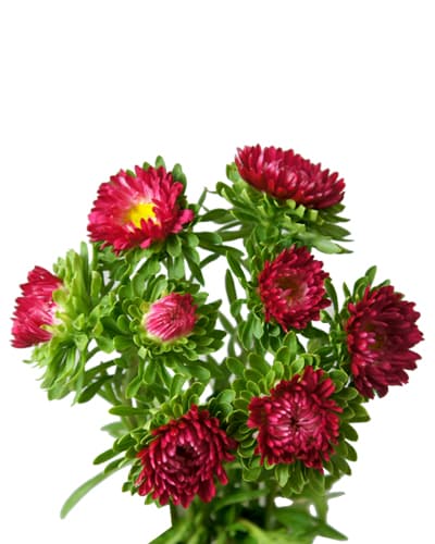 Aster Matsumoto Dark Pink