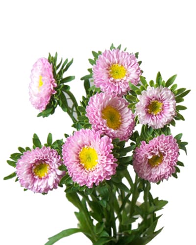 Aster Matsumoto Pink