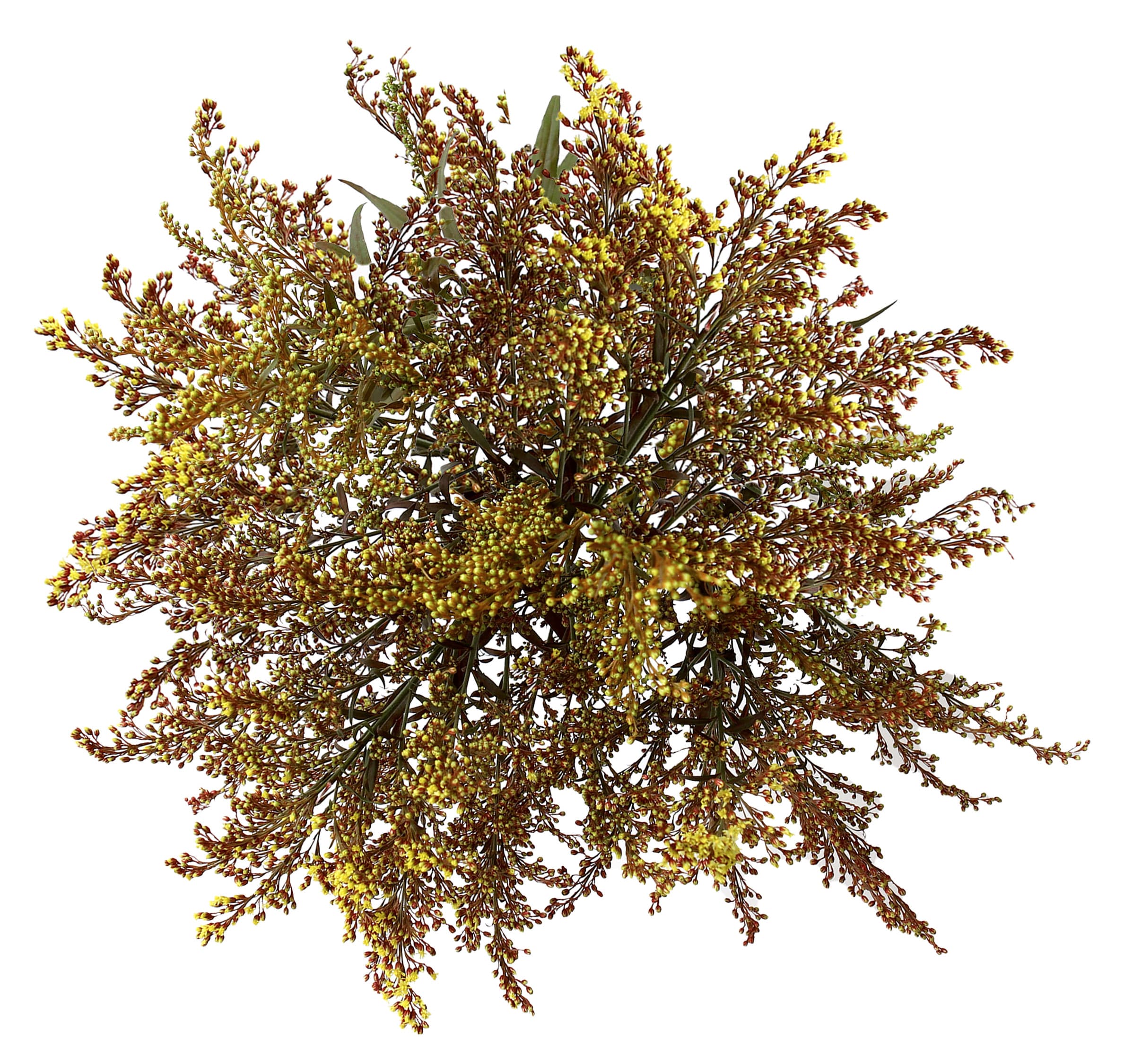 Aster Solidago Tinted Fall Pack