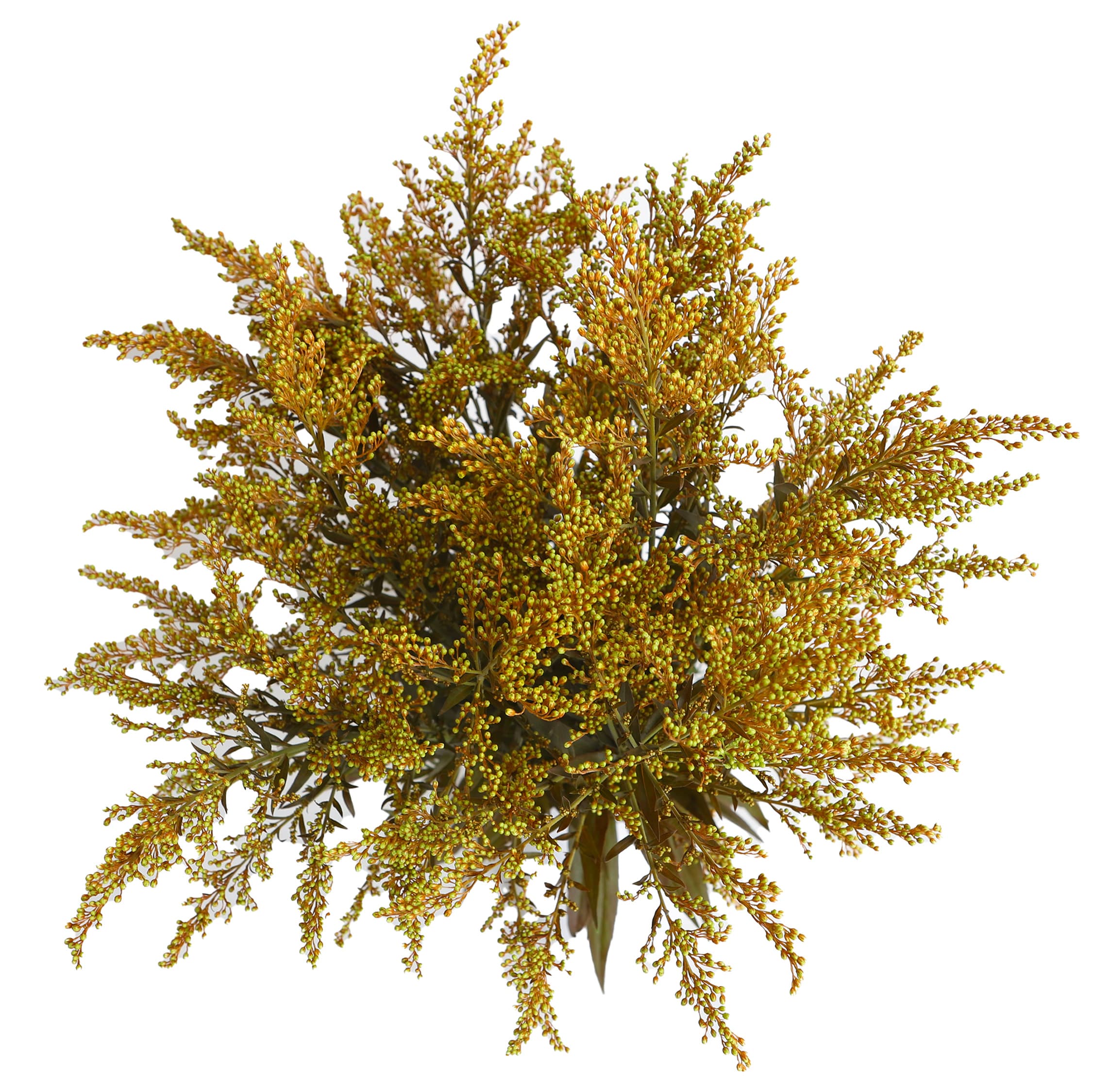 Aster Solidago Tinted Orange
