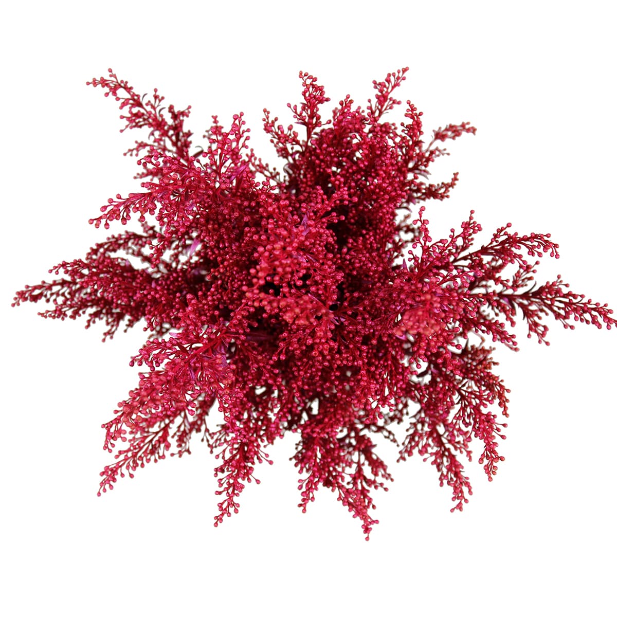 Aster Solidago Tinted Red