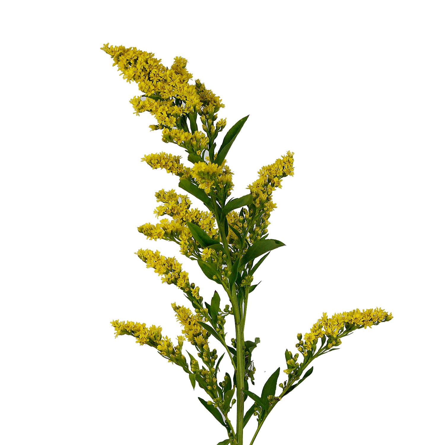 Aster Golden Glory Yellow