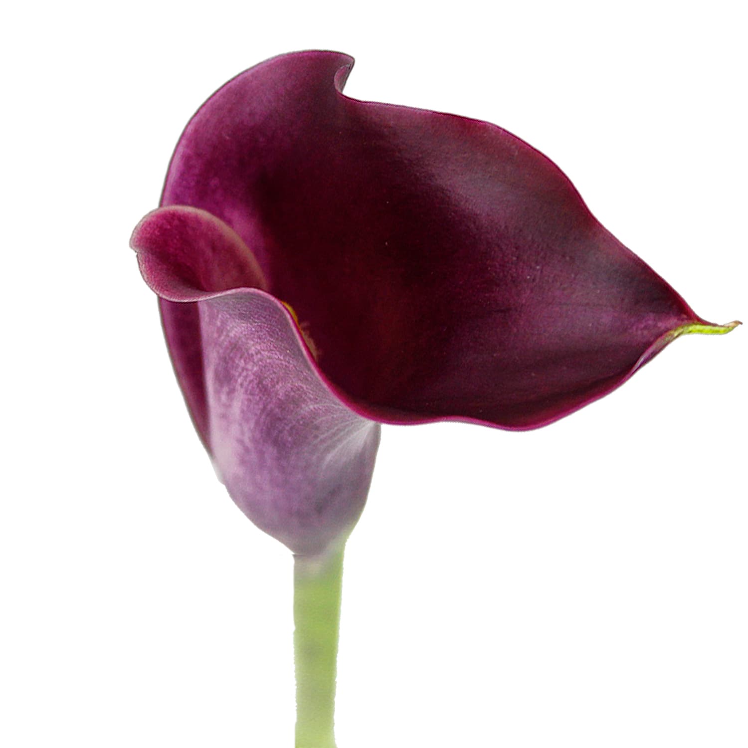 Callas - Color Majestic Burgundy 50 Cm