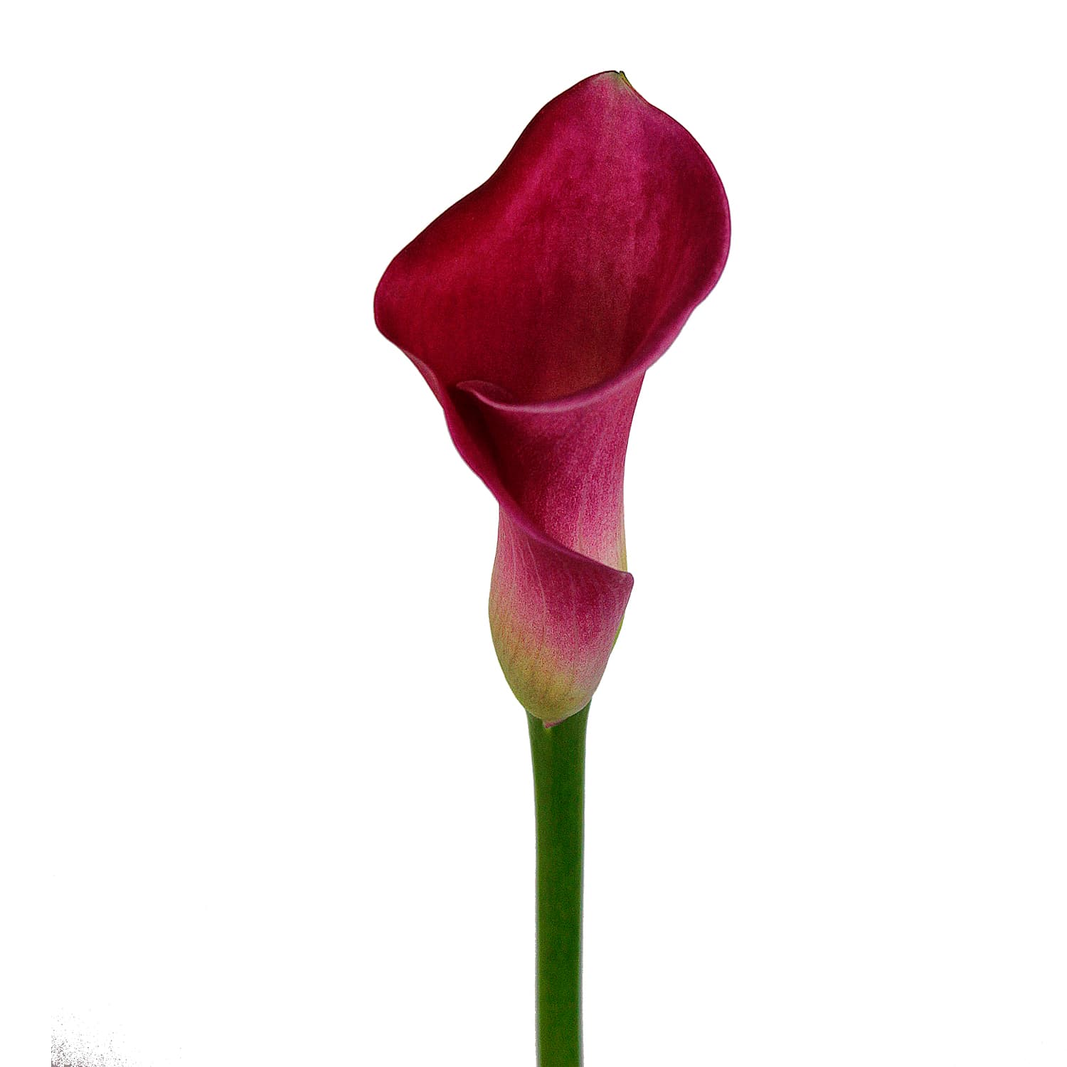 Callas - Color Garnet Glow Dark Pink 50 cm