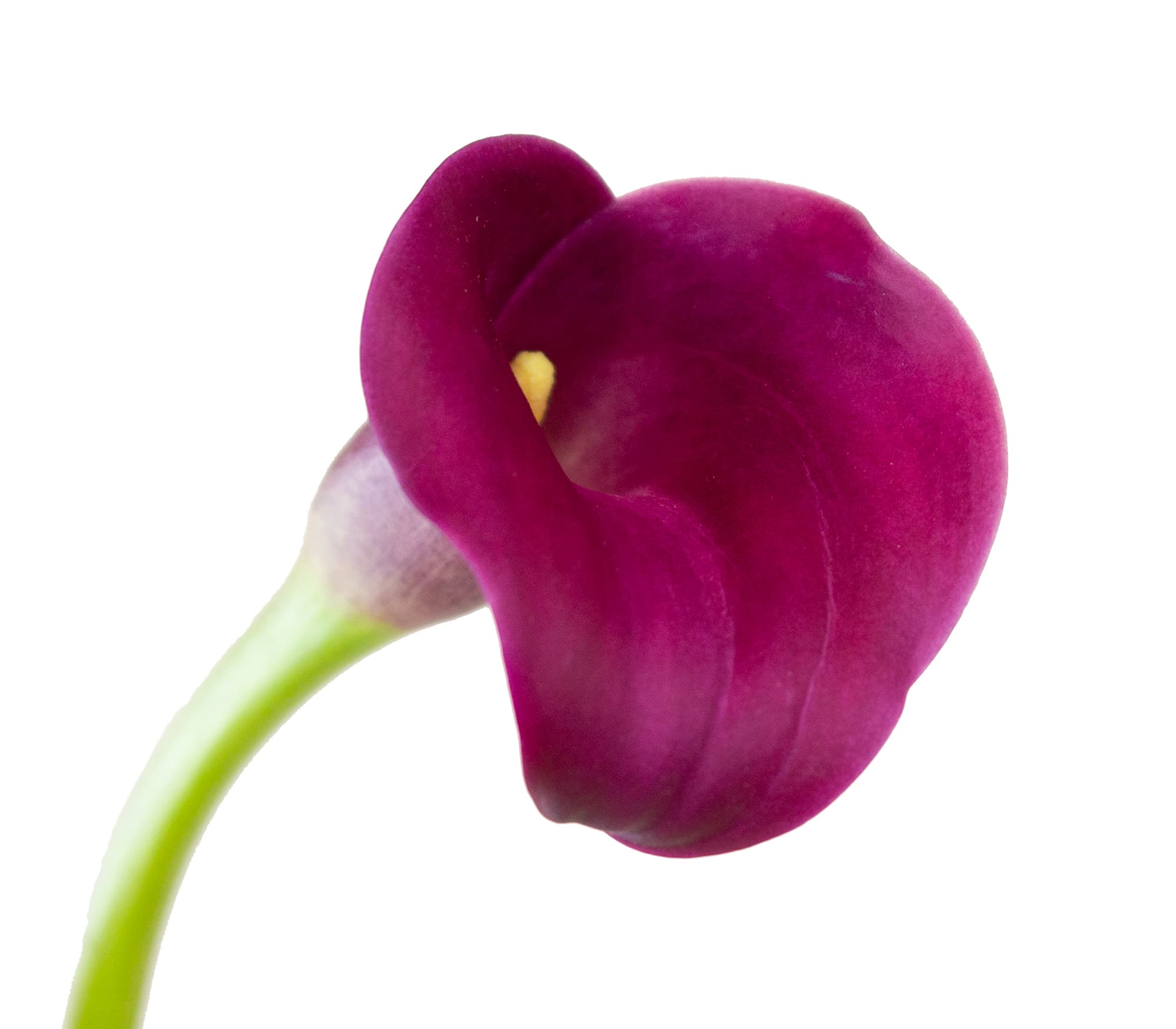 Callas - Color Sumatra Burgundy 50 Cm