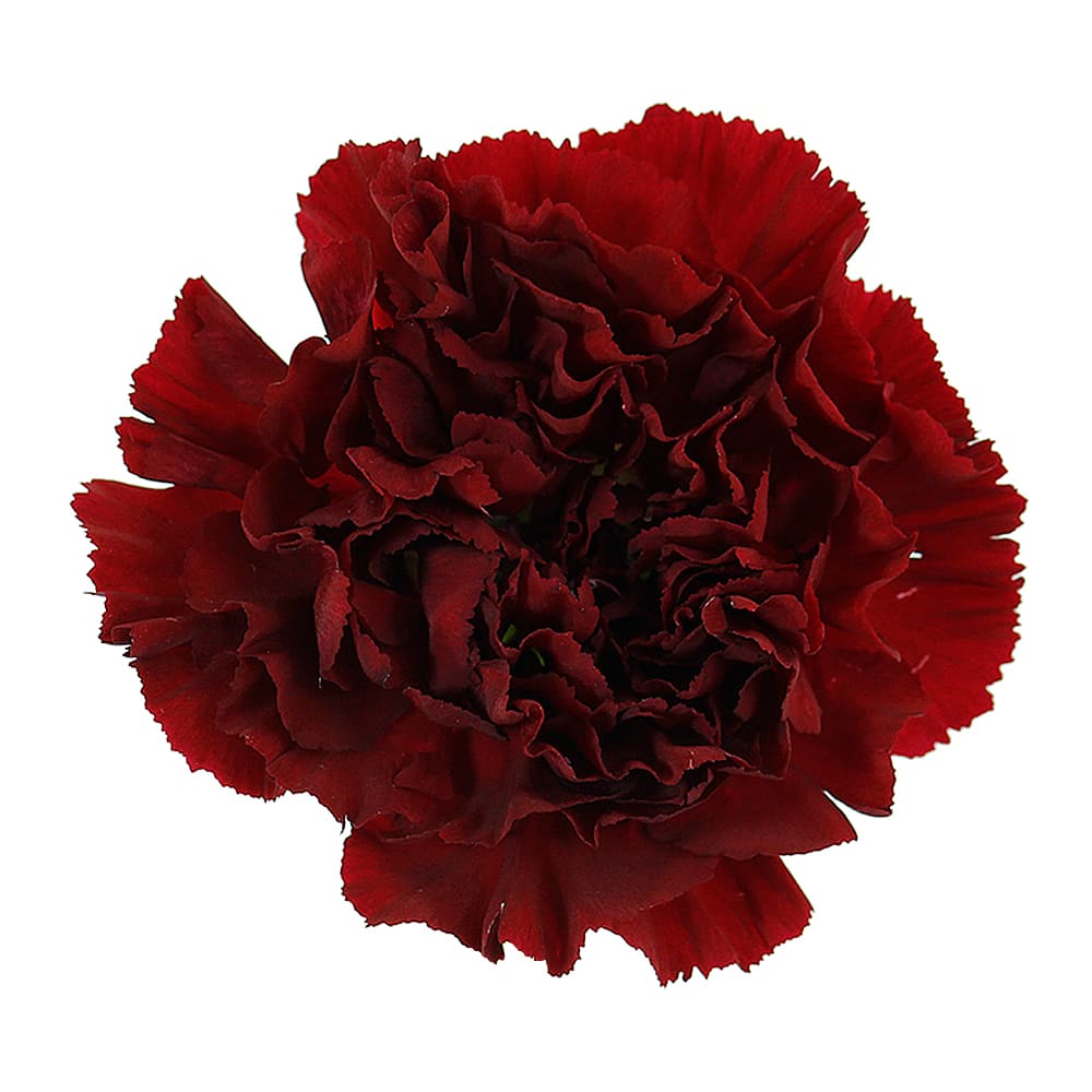 Carn Burgundy Sel