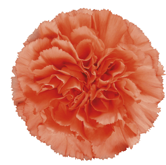 Carn Caroline Orange Sel