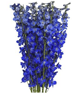 Delph Sea Waltz Dark Blue 70 Cm