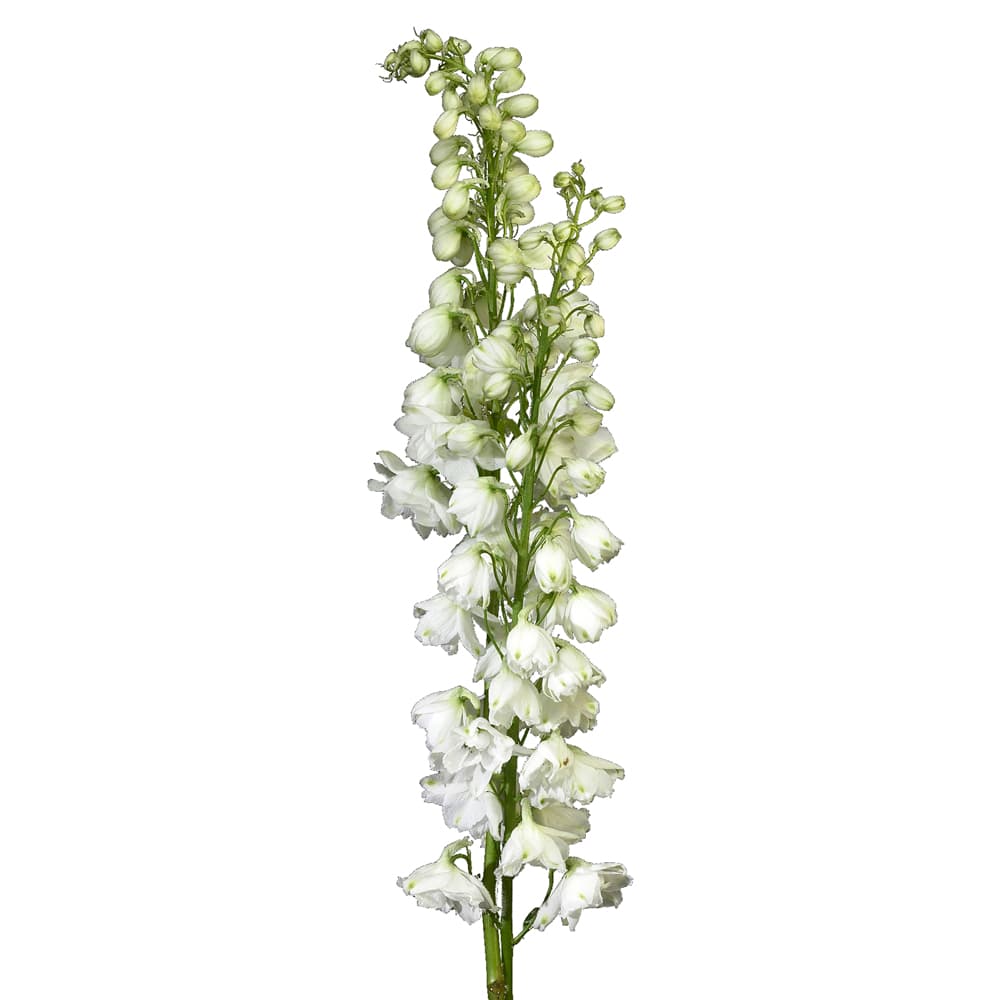 Delph Hybrid Pacific White 90 Cm
