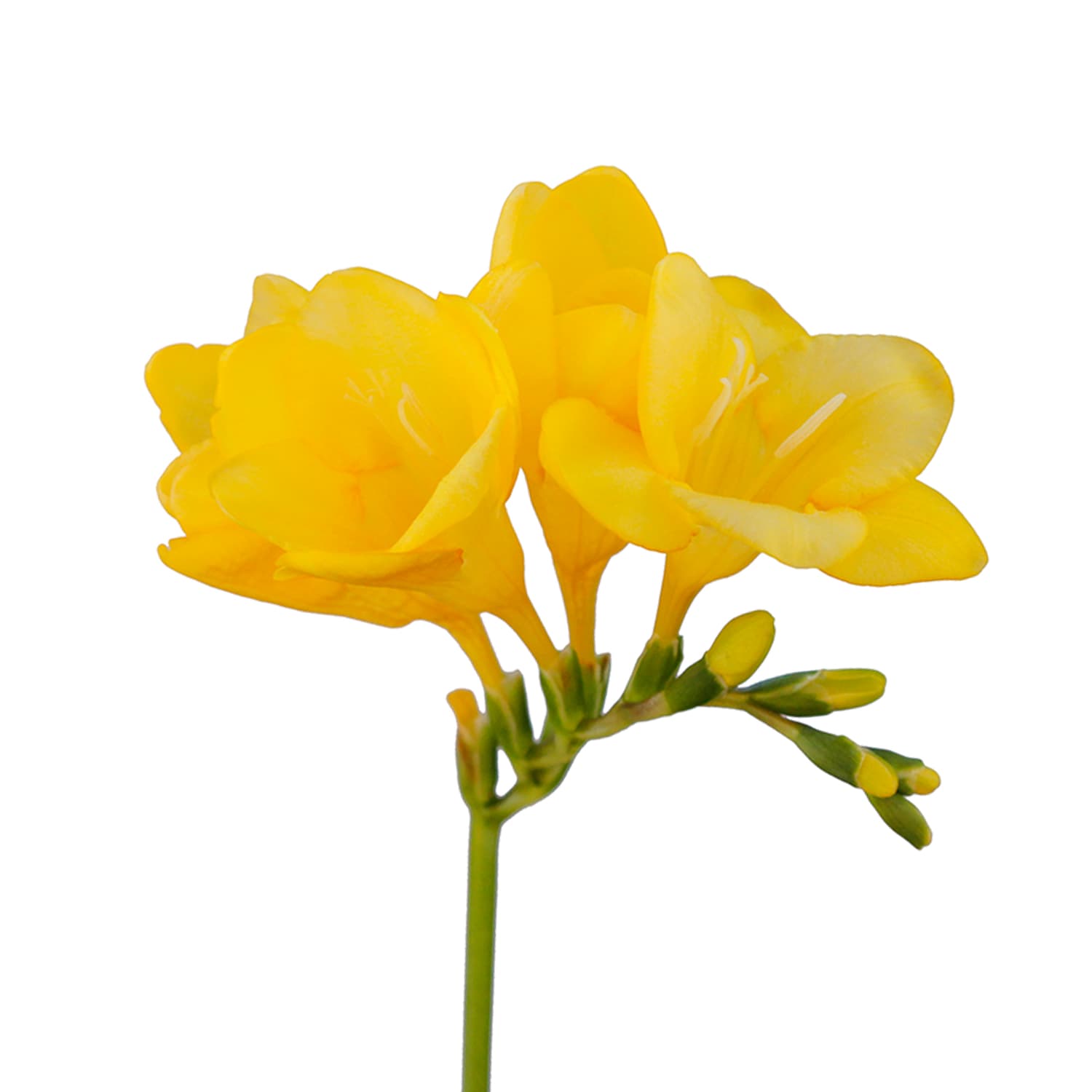 Freesia Yellow 40 Cm