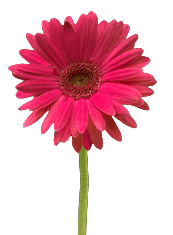 Gerbera Pink 50 Cm