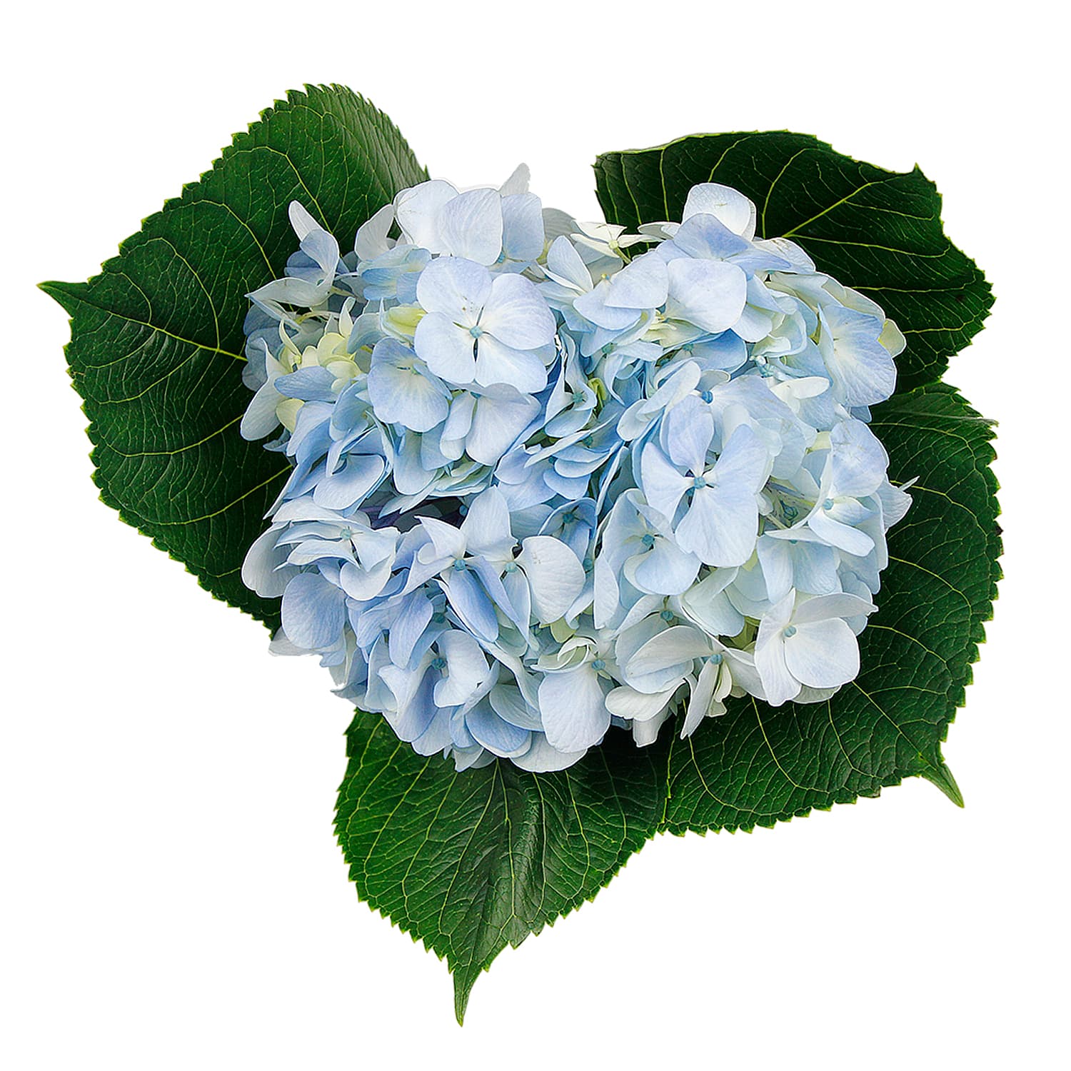 Hydrangea Blue Sel