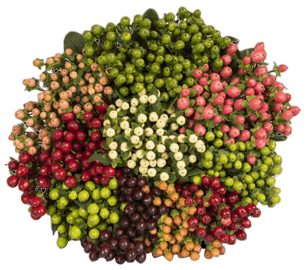 Hypericum Assorted 60 Cm