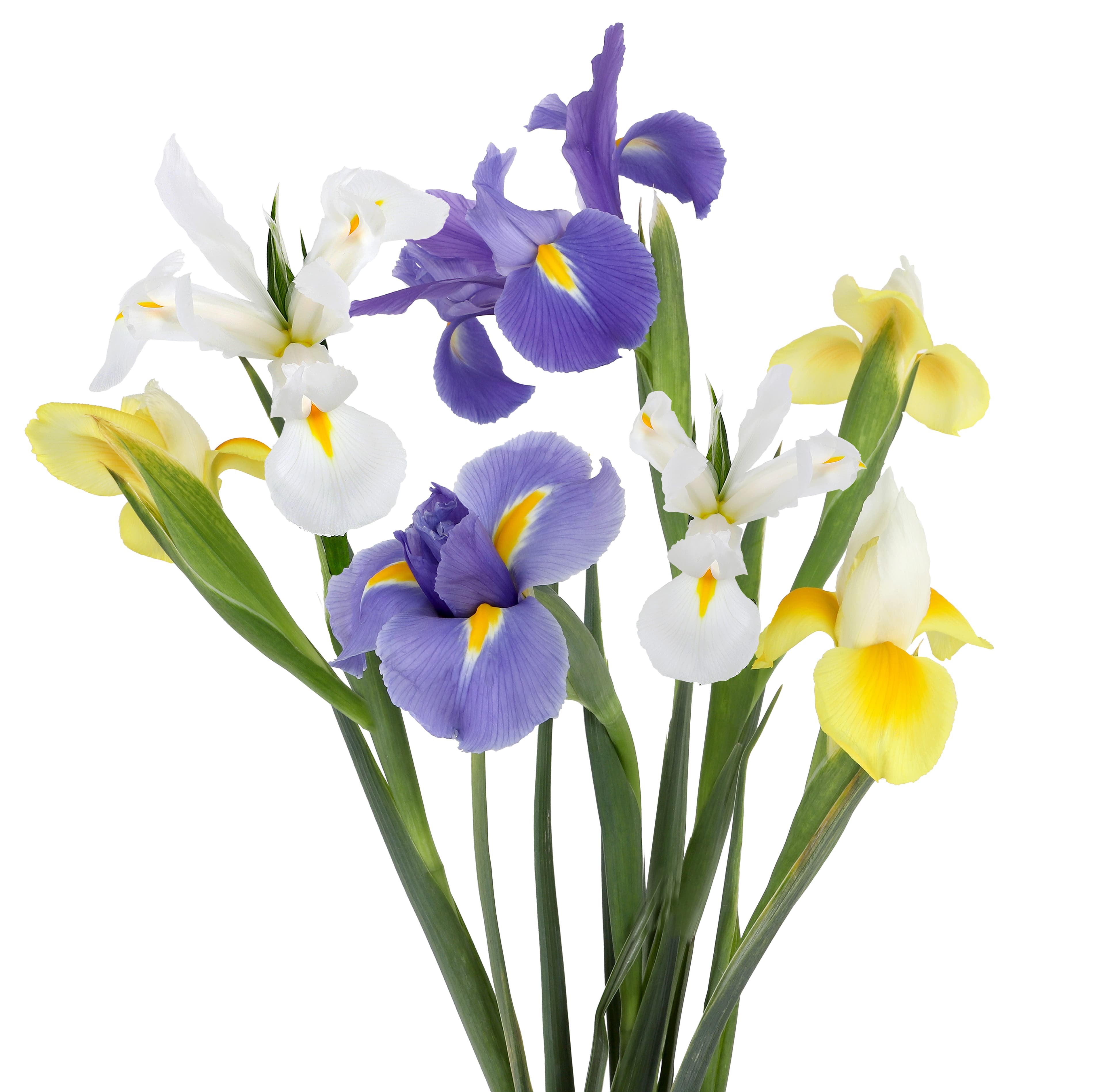 Iris Assorted 60 Cm