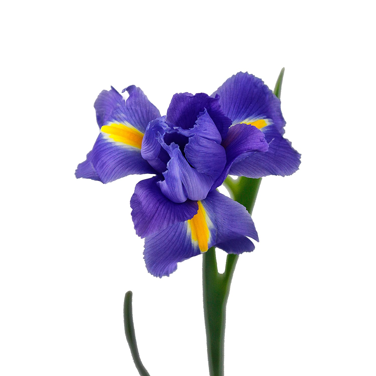 Iris Discovery Blue 60 Cm