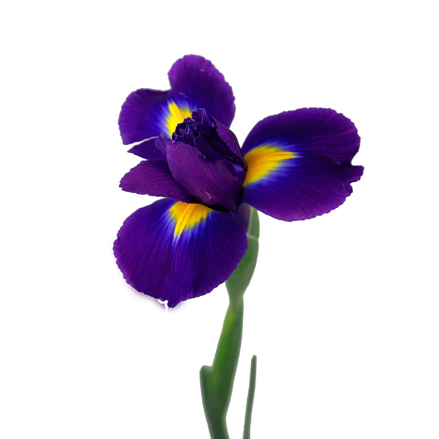 Iris Tigris Purple 60 Cm