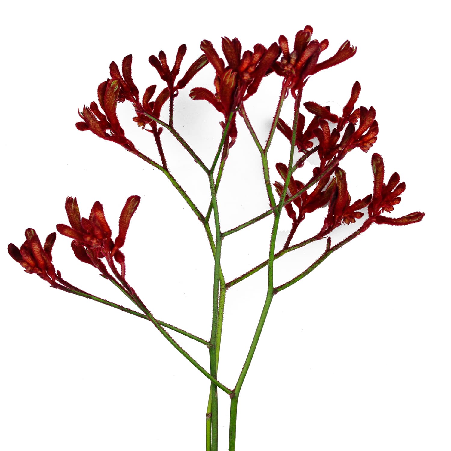 Kangaroo Paws Burgundy 70 Cm