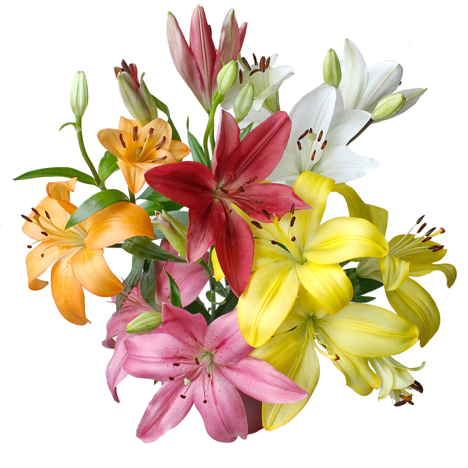 Lily L.A. Assorted 3/5 Blooms