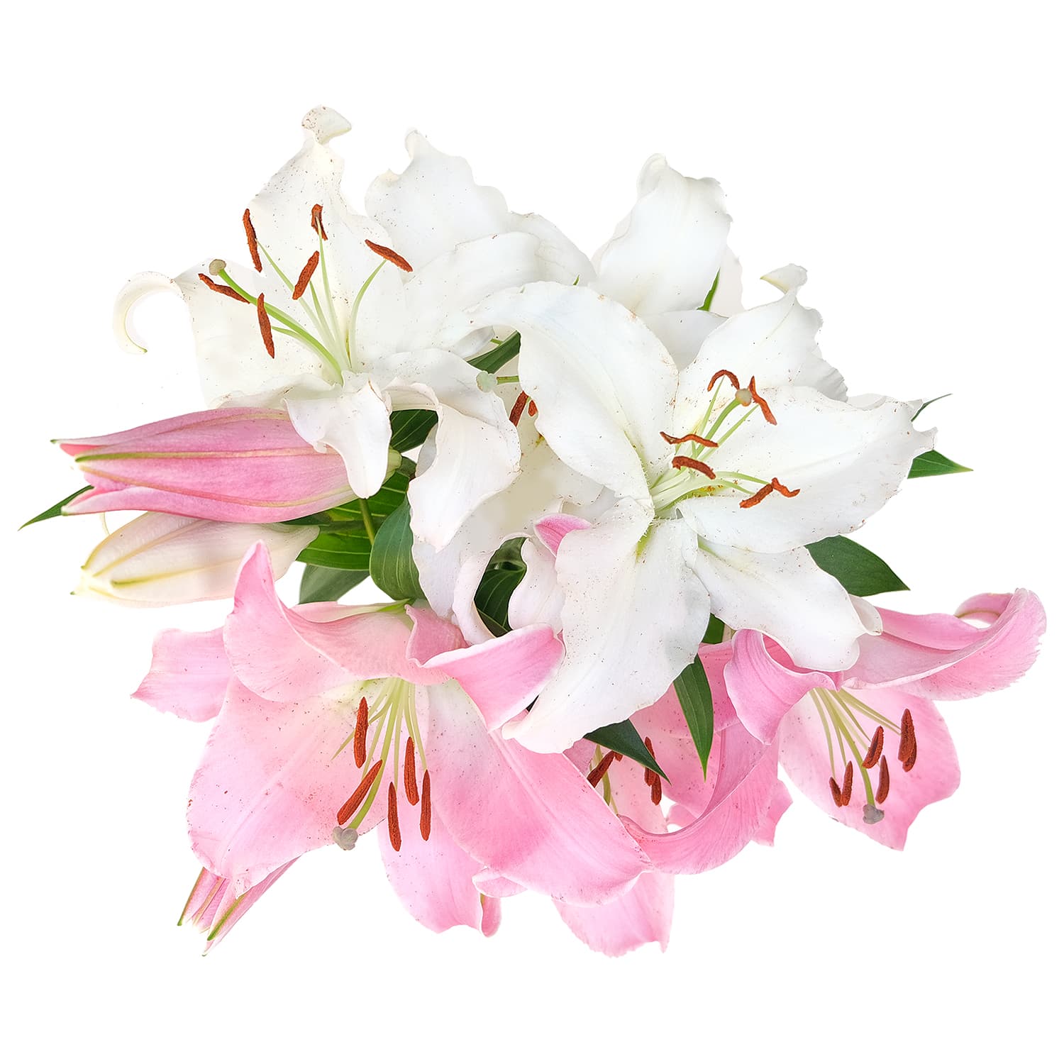 Lily Oriental Assorted 3/5 Blooms