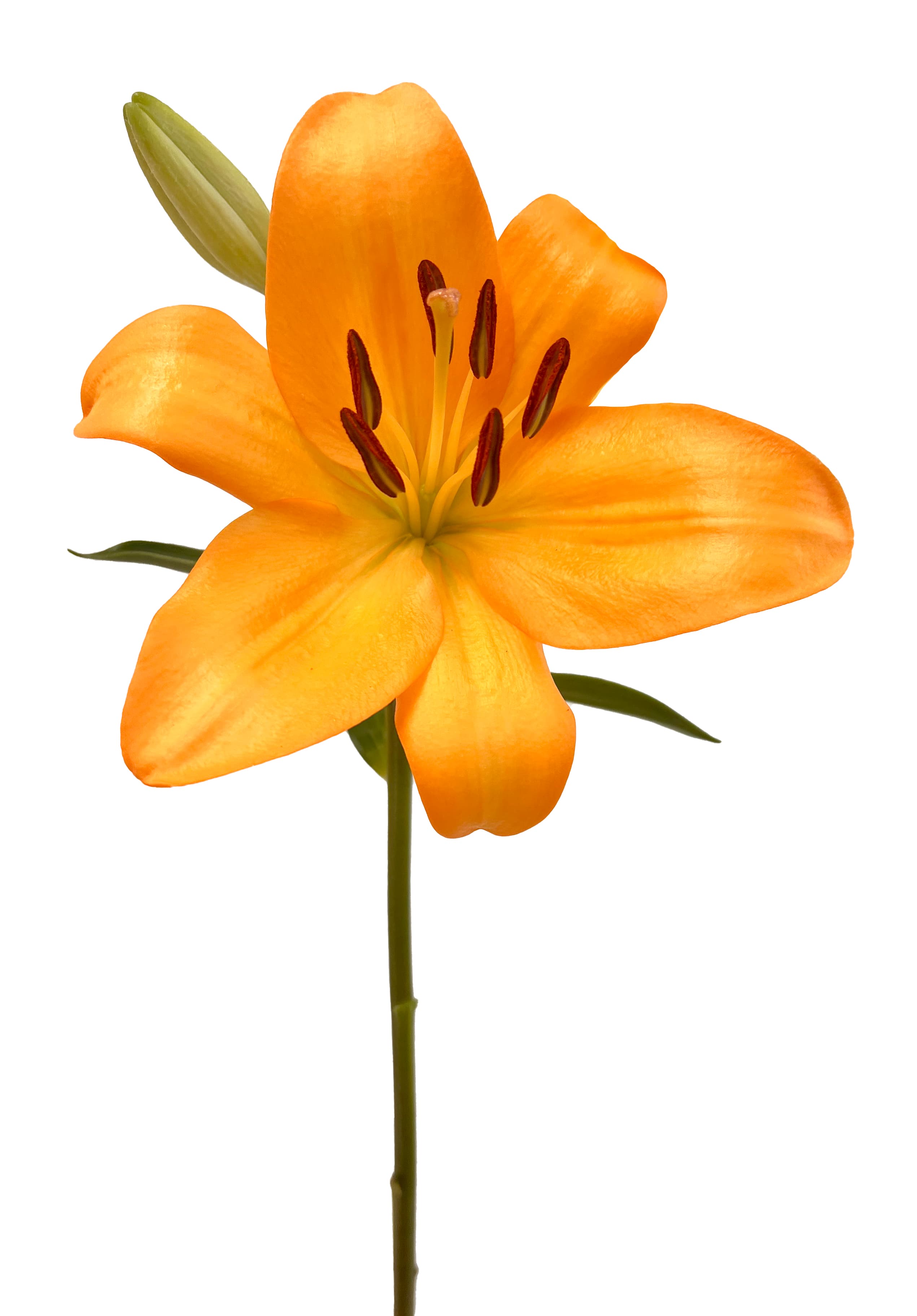 Lily L.A. Honesty Orange 3/5 Blooms