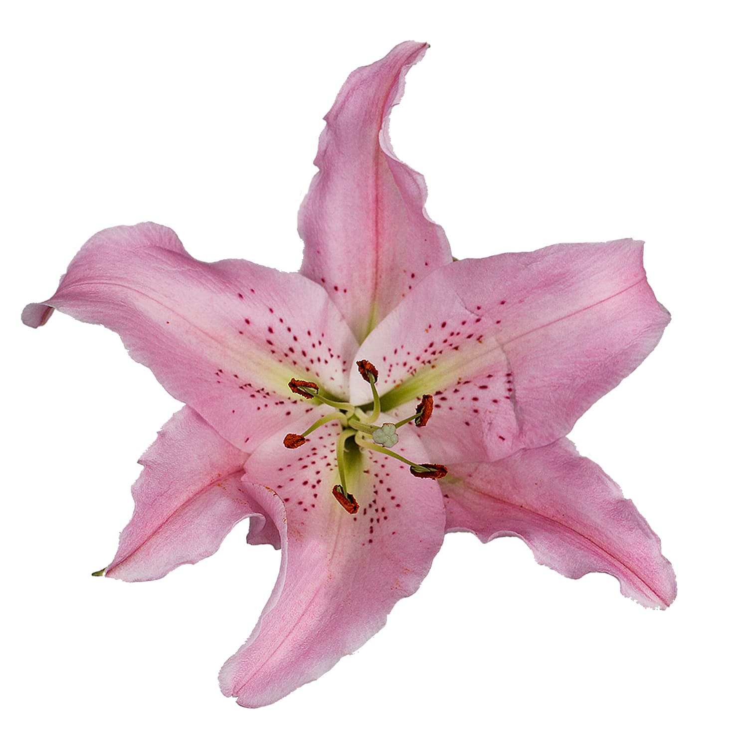 Lily Oriental Sorbonne Pink 3/5 Blooms