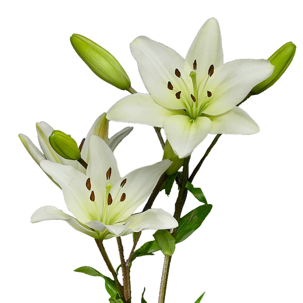 Lily L.A. Litouwen White 3/5 Blooms