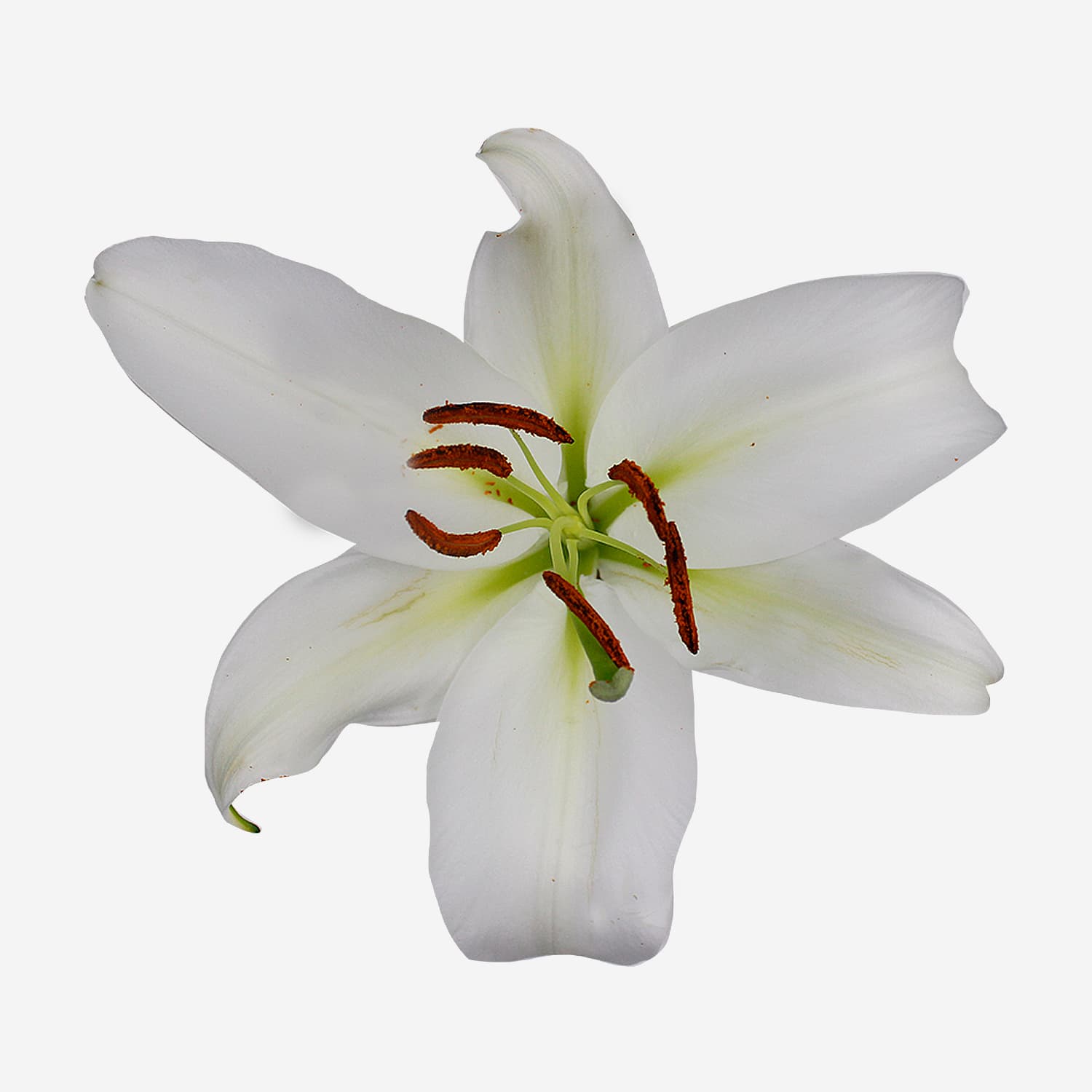 Lily Oriental Santander White 3/5 Blooms