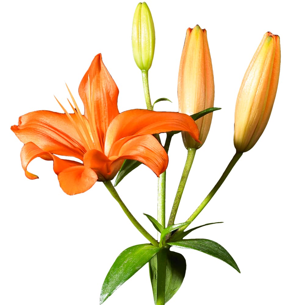 Lily Asiatic Brunello Orange 3/5 Blooms