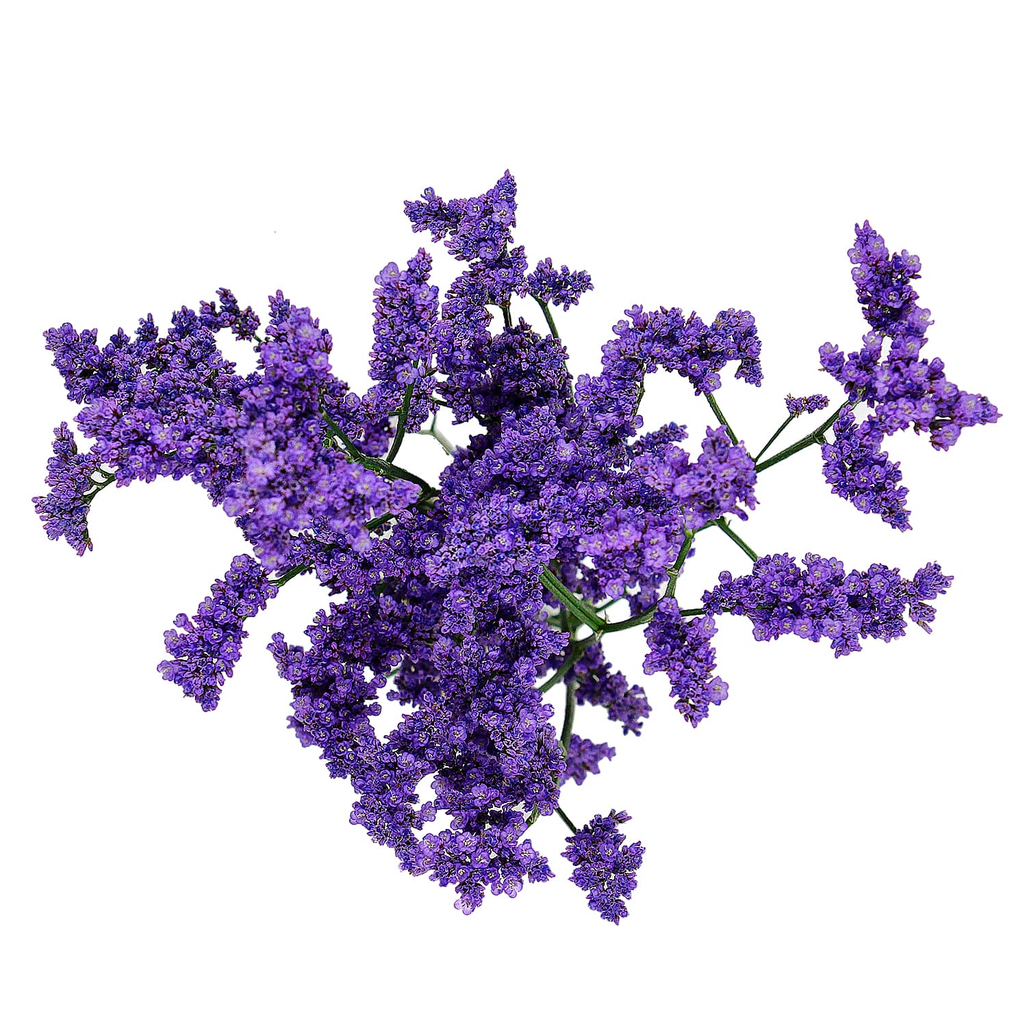 Limo California Purple