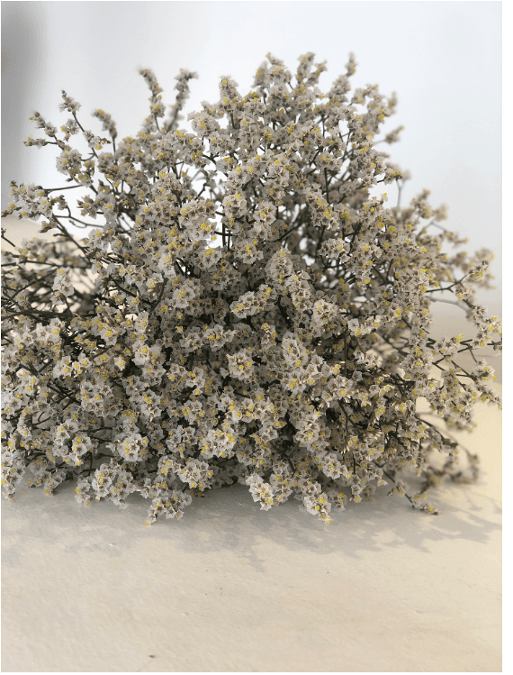 Limo Sinensis White