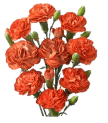 Minicarns Lina Orange