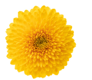 Mum Disbud Ball Sunny Paladov Yellow