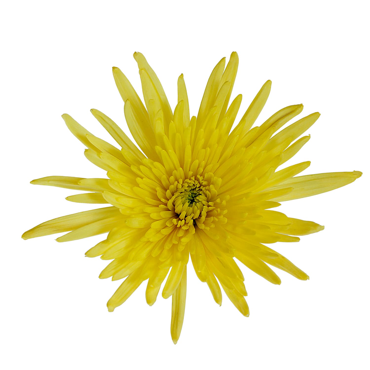 Mum Spider Anastasia Yellow