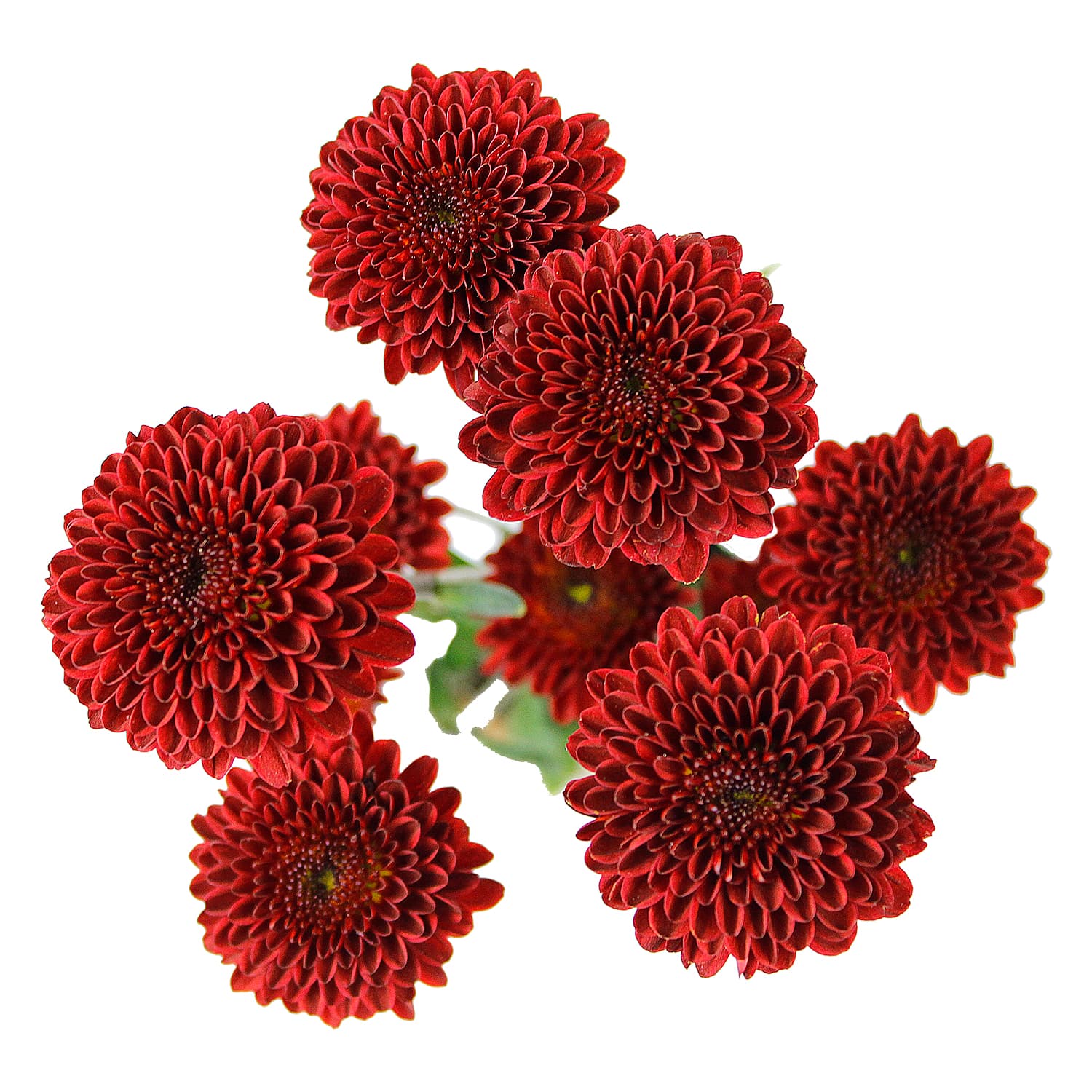 Pom Button Red Ole Red