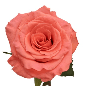 Rose Amsterdam Coral 40 Cm