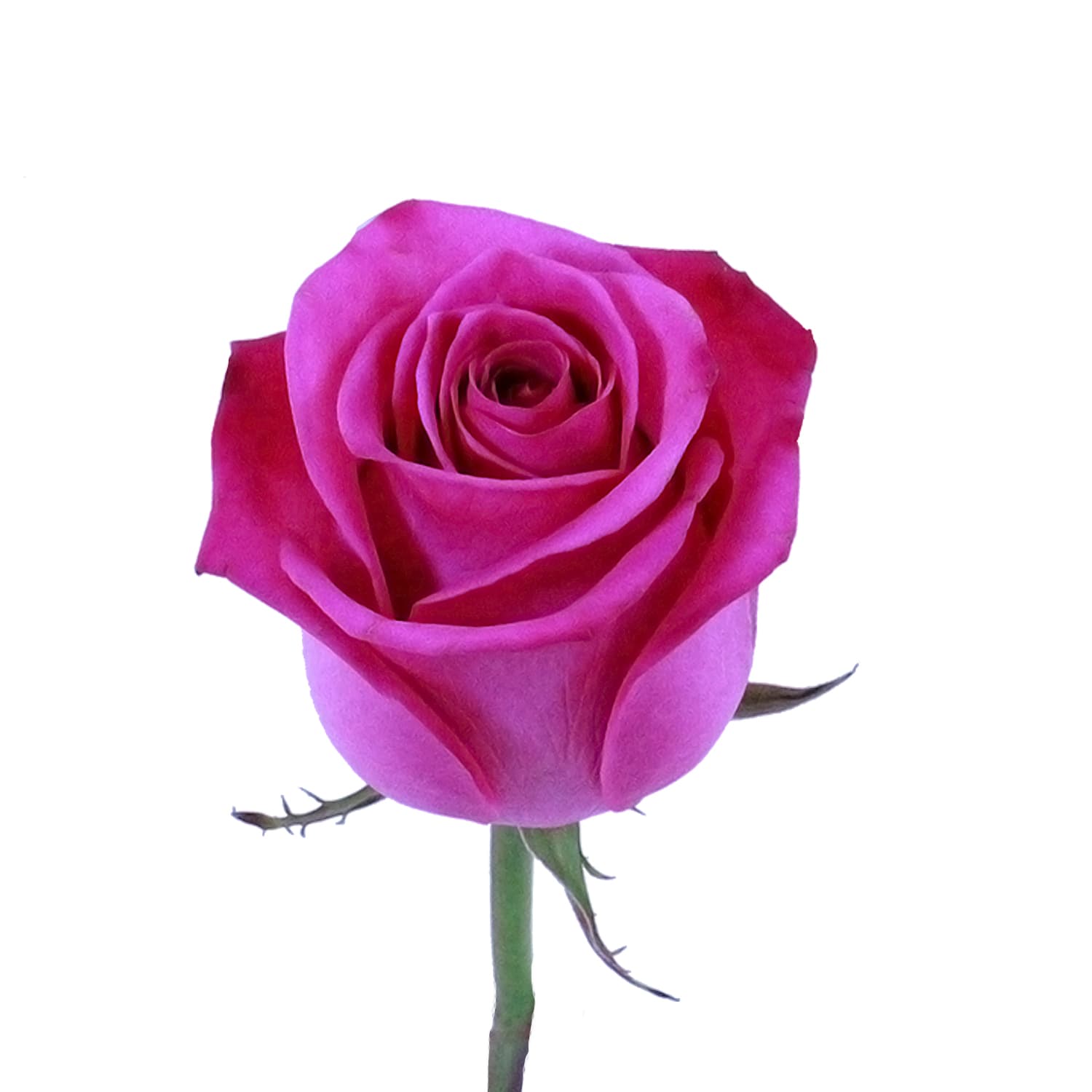 Rose Cotton Candy Dark Pink 50 cm